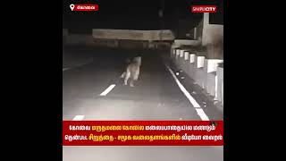 Leopard Spotted Again on Marudhamalai Temple Hill Path Video Goes Viral on Social Media [upl. by Dlanigger]