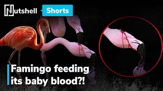 Is the flamingo feeding its baby blood  shorts  Nutshell [upl. by Chastity111]