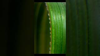 Pampas Grass Saw Teeth under the Microscope x20 to x30 [upl. by Enois]