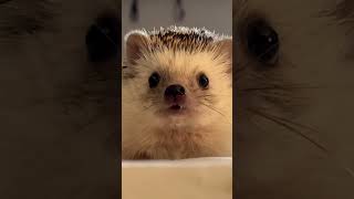 Hedgehog 🦔 821 shorts hedgehog stickyHedgehog cutehedgehogs hedgehoglove [upl. by Aerbas]