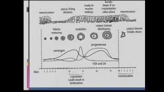 Matric Revision Life Sciences Ovulation and menstruation 1113 the menstrual cycle 79 [upl. by Sixela713]