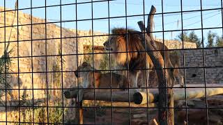 Lions Roaring at the Zoo [upl. by Deanne]