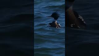 Redbreasted Merganser Diving in Lake Ontario Video [upl. by Robinet]