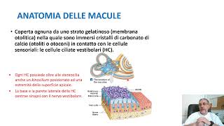 Anatomia e fisiologia del sistema vestibolare [upl. by Monda]