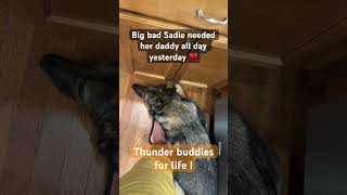 Thunder buddies cute dog sadiethesableshepherd [upl. by Euginimod]