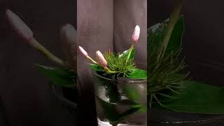 Jasmine Flower Blooming Timelapse [upl. by Chaves158]