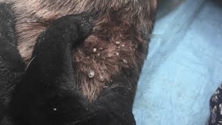 Help Dog From Ticks 16 Removing All Big Ticks and Small Ticks From Poor Dog animalvcd [upl. by Cardinal64]