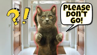 8 Signs of Separation Anxiety in Cats amp How to Help Them [upl. by Hatokad]