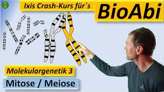 Molekulargenetik 3  Mitose Meiose Crossing over  Anwendungsaufgaben für ein super BioAbi [upl. by Ahsinaj]