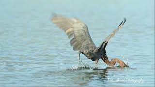 Reddish Egret Fishing [upl. by Eerdua832]