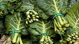 Starting our Top Bunch 20 Collards from seed  Fall garden season starts soon [upl. by Lathrop167]