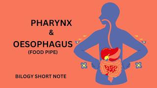 Oesophagus Digestionll Pharynx and Oesophagus physiology [upl. by Ivana]