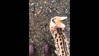 Stylisticat African Serval shows affection with owner [upl. by Ennylcaj]