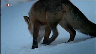 Fuchs jagd Schneemaus in den Alpen [upl. by Ellynad]