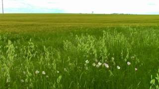 Green Grass Background Video [upl. by Mic]