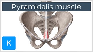 Pyramidalis Muscle Overview and Function Human Anatomy  Kenhub [upl. by Dumah]