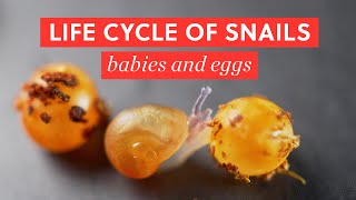 Life Cycle of Garden Snails mating eggs amp babies  BAO After Work [upl. by Wait]