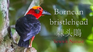 a very special monotypic Borneo endemic  Bornean bristlehead 棘头鵙棘頭鵙 [upl. by Isnam24]