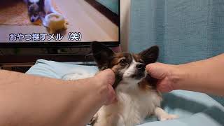 愛犬を撫でる動画パピヨン犬メル [upl. by Etnauq]