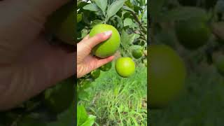 Lemon farm so fresh harvesting lemon juice farming harvest satisfying agriculture [upl. by Ratna]