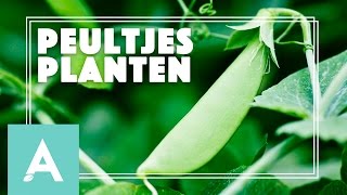 Peultjes planten  Grow Cook Eat 14 [upl. by Luehrmann761]