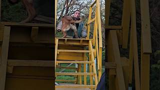 Malinois attack Training of service dogs GUARDODESSA Odessa [upl. by Guglielma927]