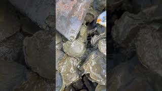 Oyster A lot After The Sea Low Tide oysters usa 100kviews fyp viral tiktok ur uk us [upl. by Tserrof405]