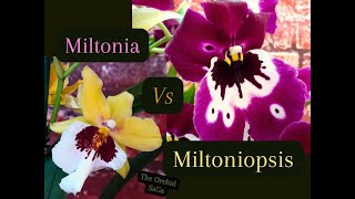 Miltonia Vs Miltoniopsis orchids The difference  care guide [upl. by Aokek]