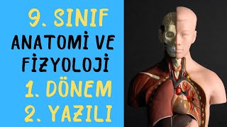 9 Sınıf Anatomi ve Fizyoloji 1 Dönem 2 Yazılı Açık Uçlu Soruları [upl. by Ruyle51]