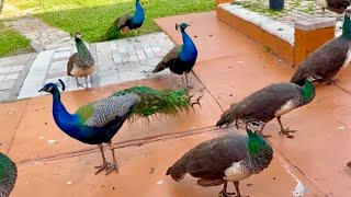 PEACOCKS WAITING FOR FOOD 💕🦚🦚💕 [upl. by Ayomat]