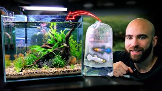 Making An EXOTIC GUPPY Nano Tank SNOW WHITE GUPPYS [upl. by Annaynek110]