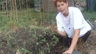 Planting Peas  Claires Allotment part 29 [upl. by Amaryl]