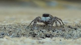 Salticidae  Spanish Jumping Spider  Majorca 2016  Espana Wildlife [upl. by Joelynn925]