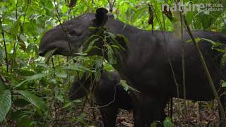 Female Bairds tapir feeding on leaves in rainforest with baby Corcovado National Park Costa Rica [upl. by Irek]