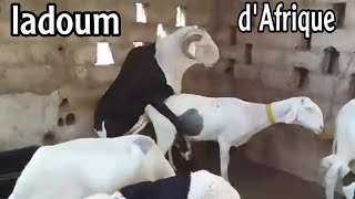 moutons 🐑 ladoum de Sénégal سلالة الاغنام الأفريقية السنغالية [upl. by Anawt]