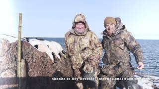 BCN 2022 Borealis eider hunt Le Goose Shack outfitters Sea duck hunting Quebec Eider hunt Quebec [upl. by Nitsirt]