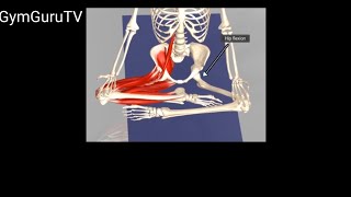 Sitting Positions  Cross Legged Sitting Kinesiological Background GymGuruTV [upl. by Furlong]