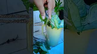 🤩 Syngonium podophyllum Best indoor plant for decoration pleasesubscribemychannel naturenew [upl. by Aivyls]