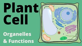 Structure and Function of the PLANT CELL explained Organelles [upl. by Ajani550]