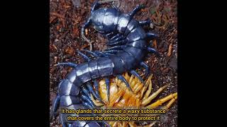 بتقطع أطرافها أم 44 بكل سهولة😱😱 An insect 44 Chilopoda can cut off its limbs easily ☠️🔥 [upl. by Oflodor379]