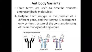 Antibody variants isotypeallotype and Idiotype [upl. by Hgielrebma891]