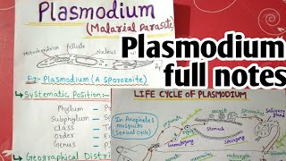 plasmodium vivax life cycle full notes  1 [upl. by Twyla]