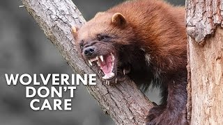 Wolverines Are the Honey Badgers of the North [upl. by Neyut444]