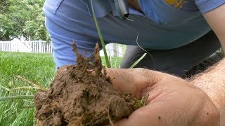 Turf Type Tall Fescue  LATERALLY SPREADING  Rhizomatous Tall Fescue [upl. by Gianina]