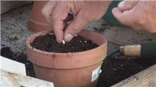 Gardening From Seeds  How to Plant Seeds in a Container [upl. by Kajdan]