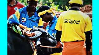 Navunda amp Bellipadi kaipa kudi Kambala miyar 2024 puttadasa all race ತುಳುನಾಡ್ kambala [upl. by Artair]