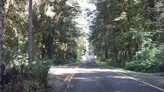 Driving into the Hoh Rain Forest Olympic National Park [upl. by Guillemette]