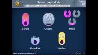 Istologia 10  Ghiandole esocrine propriamente dette e cellule mioepiteliali [upl. by Iturk369]