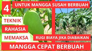 Cara Memaksa Pohon Mangga Cepat Berbuah [upl. by Sobel]