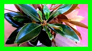 How to Propagate Magnolia Tree From Cuttings [upl. by Nedearb552]